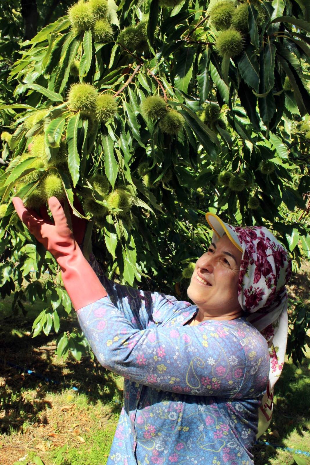 İlk ürün o kentte toplanıyor: Arapların yeni gözdesi! Yurt dışına ihraç ediliyor 5